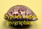 Cypraea mappa geographica, Sch.& Schilder 1933